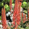Mounted Bromeliad - Image 3